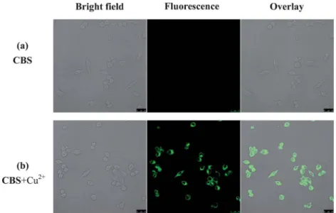 Fig. 11 Fluorescence images of RAW264.7 cells treated with CBS and Cu 2+ . (Left) Bright ﬁeld image; (middle) ﬂuorescence image; (right) merged image