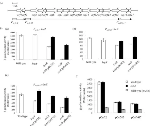 Fig. 4. A: Organization of the K. pneumoniae K2 cps gene cluster. Putative promoters of the three cps transcripts are also indicated
