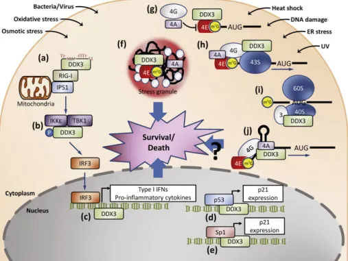 Fig. 4. The multifaceted role of RNA helicase DDX3 in stress survival regulation. RNA helicase DDX3 has been proposed to have multifaceted function in response to various environmental insults