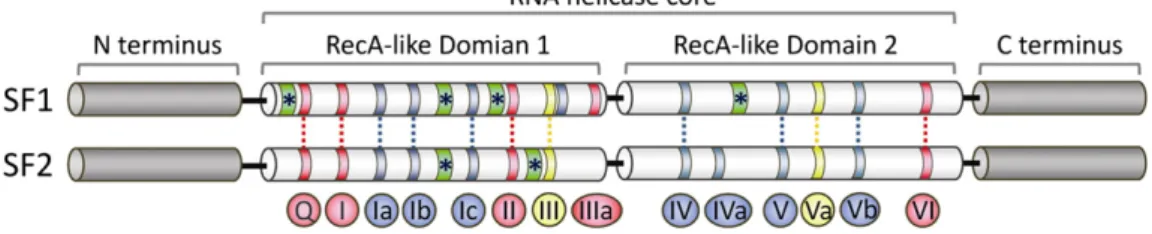 Fig. 1. Structure of RNA helicase core in SF1 and SF2 proteins. The helicase core region of SF1 and SF2 RNA helicases consists of two RecA (recombinase A)-related domains (domains 1 and 2) containing at least 12 conserved motifs