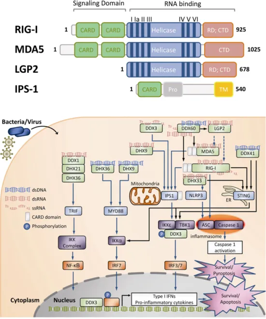 Fig. 2. Pathogen-derived nucleic acid-sensing and responsive machinery composed of cytoplasmic RNA helicases