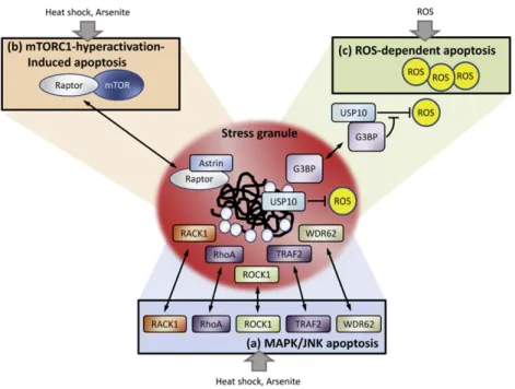Fig. 3. Cell survival mechanisms linked with SG formation. SGs have been shown to suppress apoptosis by various mechanisms: (a) upon heat stress or arsenite treatment, several central molecules facilitating the MAPK/JNK apoptotic pathway, such as RACK1, Rh