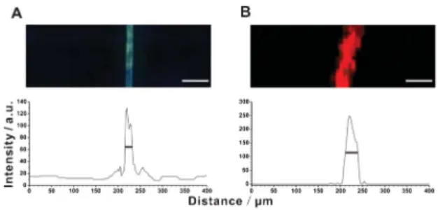 Fig. 4 Single-cell MS imaging with SiO2/9-AA nanoparticles used as matrix. (A) Optical and fluorescence micrographs of a single Closterium acerosum cell with the attached SiO2/9-AA nanoparticles
