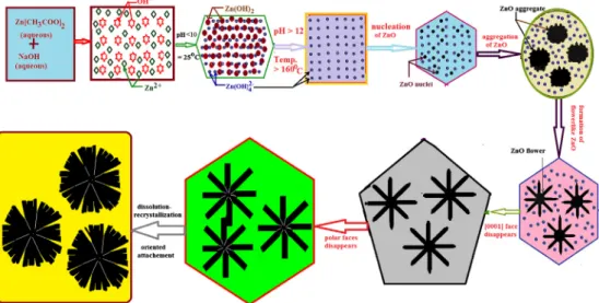 Fig. 7. Schematic representation for the formation of 3D ﬂowerlike ZnO microstructures.