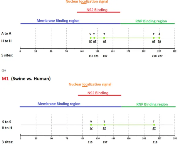 Figure 6. Genomic signatures in M1: (a) avian vs. human (b) swine vs. human. Green circles denote the signatures in the M1 sequence, with their positions shown on the bottom line