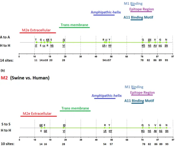 Figure 7. Genomic signatures in M2: (a) avian vs. human (b) swine vs. human. Green circles denote the signatures in the M2 sequence, with their positions shown on the bottom line