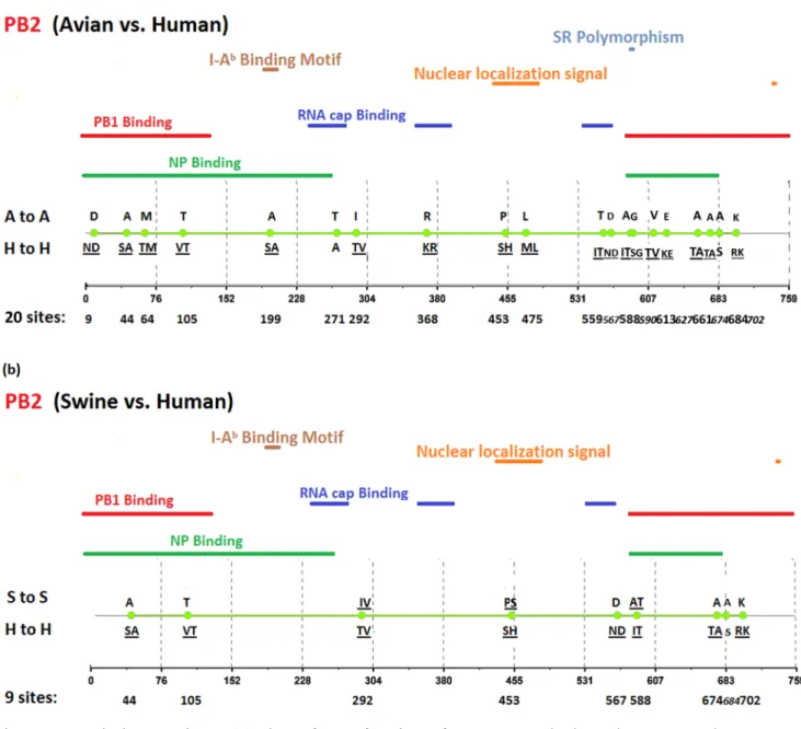 Figure 2. Genomic signatures in PB2: (a) avian vs. human (b) swine vs. human. Green circles denote the signatures in the PB2 sequence, with their positions shown on the bottom line