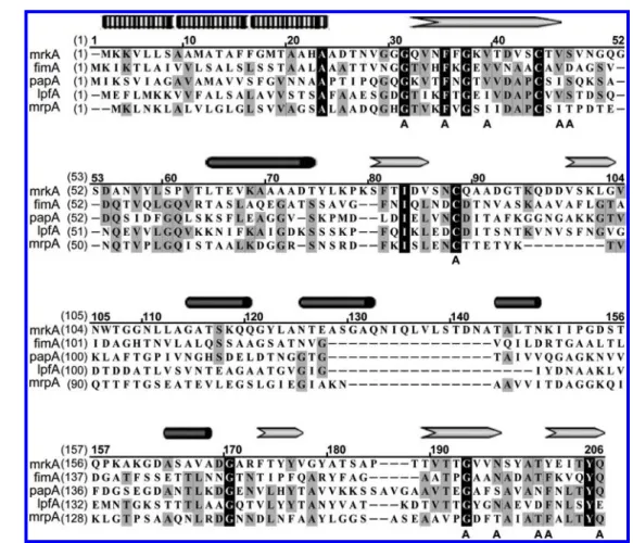 Figure 1. Protein sequence comparison between MrkA and other major pilins. The pilin sequences for comparison are MrkA, K