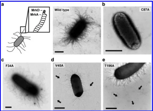 Figure 5. TEM images of the type 3 ﬁmbriae-expressing E. coli strains. (a) E. coli JM109 expressing type 3 ﬁmbriae with wild-type MrkA