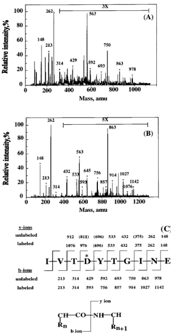 Figure 4 MS/MS analysis of the peptide labelled with 2FDNPG (A) MS/MS daughter-ion spectrum of the unlabelled peptide (m/z 563 in the doubly-charged state) ; (B) MS/MS daughter-ion spectrum of the labelled peptide (m/z 645 in the  doubly-charged state) ; (
