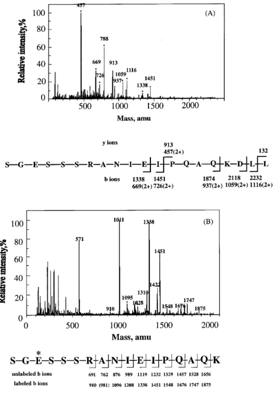 Figure 5 MS/MS analysis of the peptide labelled with NBGN