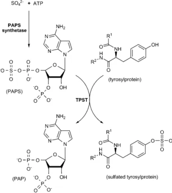 Figure 1. Characterization of chemoenzymatic machinery for protein tyrosine sulfation