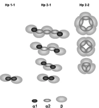 Fig. 1. Schematic drawing of molecular arrangement in human Hp phenotypes. Hp 1-1 possesses only the basic dimer ( ␣1-␤) 2 whereas Hp 2-1 is comprised of