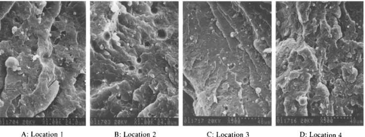 Figure l I  Scanning electron micrographs of the PP/LCP/EGMA/catalyst (85/15/2.5/0.2) blend taken at the locations shown in  Figure 9:  (A) 1; (B) 2;  (C) 3; (D) 4 