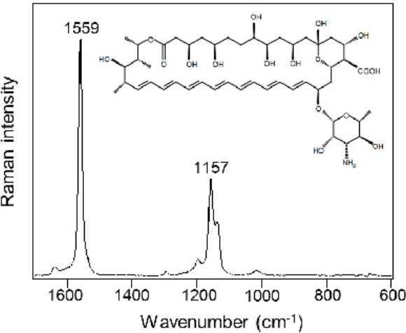 Figure 1. Raman spectrum of standard amphotericin B in dimethyl sulfoxide (30 mg/mL). 