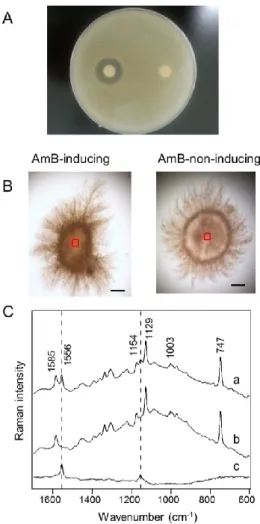 Figure  2.  Raman  microspectroscopic  analysis  of  S.  nodosus  mycelia.  (A)  Evaluation  of  antifungal  activity  by  the  paper  disc  assay