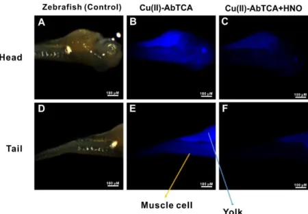Figure 4. Fluorescence images of zebrafish. Head and tail portions of zebrafish alone (control) (A,D)  zebrafish treated with Cu(II)-AbTCA (20 μM) for 40 min (B,E); zebrafish treated with Cu(II)-AbTCA  (20 μM) for 40 min followed by addition of Angeli’s sa