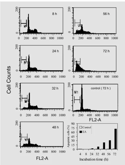 Fig. 3.  Flow  cytometric  analysis  of  DNA content  in  normal  and  apoptotic  MCF-7 cells,  examined  as  a  function  of  treatment time with the EA extract