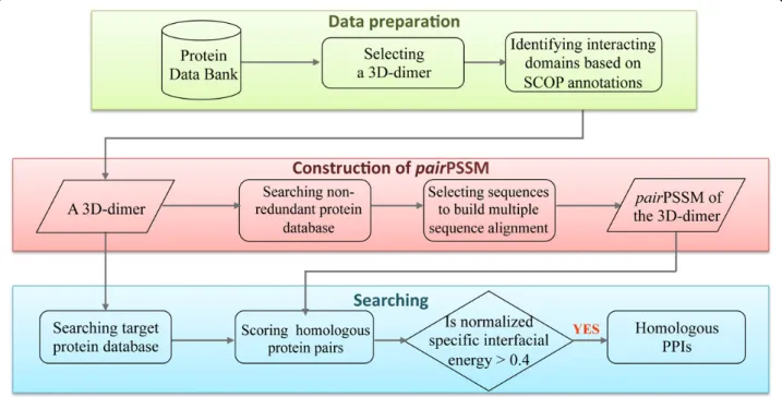 Figure 1 Overview of pairPSSM for searching homologous protein-protein interactions. For each 3D-dimer with SCOP annotation derived from Protein Data Bank, the pairPSSM is constructed to assess the fit of any possible interacting protein pairs