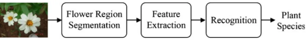 Fig. 1 Flow diagram of the proposed flower image recognition system