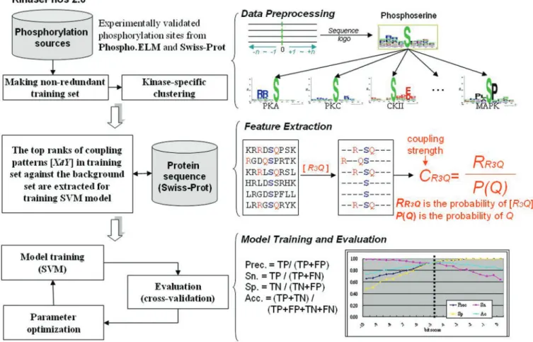 Figure 1 depicts the system ﬂow of the proposed method. The experimentally validated phosphorylation sites are extracted from Phospho.ELM (release 6.0) (15) and  Swiss-Prot (release 50) (16), containing 13 612 phosphorylation sites within 3674 proteins and