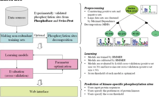 Figure 1 depicts a flowchart of the proposed method. Phosphorylated sites were first extracted as positive sets; non-phosphorylated sites were extracted as negative sets, and the catalytic kinase annotations were obtained from PhosphoBase and Swiss-Prot