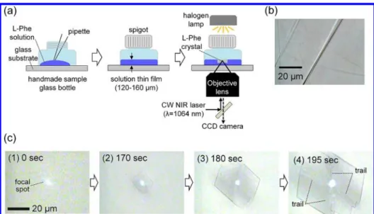 Figure 1. (a) The experimental procedure for laser trapping-induced crystallization of L -Phe
