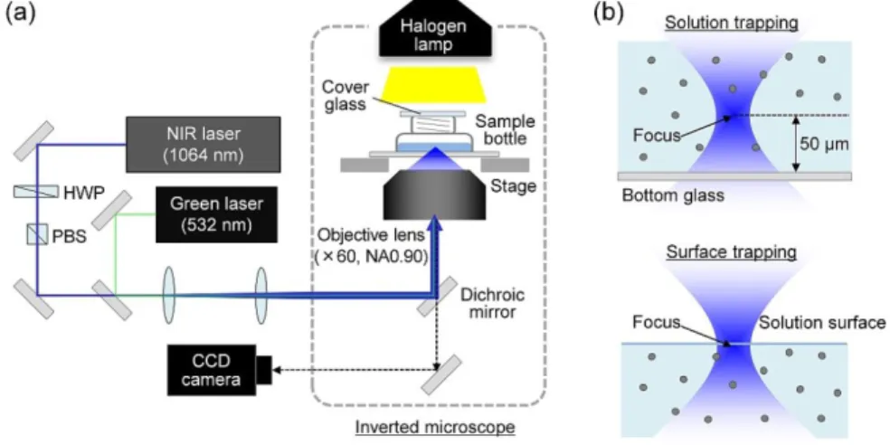 Figure 1.  (a) A schematic illustration of the experimental setup. (b) The focal positions for laser trapping in this experiment