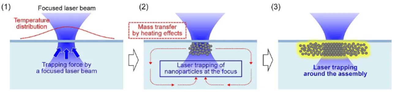 Figure 4. Possible formation mechanism of the crystal-like assembly of nanoparticles under laser irradiation at a solution  surface.
