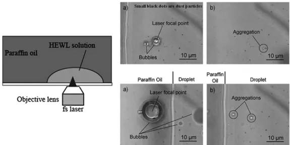 Figure 4. Subsequent crystal growth of urea from the irradiated area marked with an open circle by a single shot of an 800 nm pulse at (a) 0.12 and (b) 0.21 mJ pulse 1 (Ref