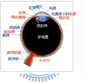 圖 2-8 眼球水平截面與各部份的構造和名稱。 