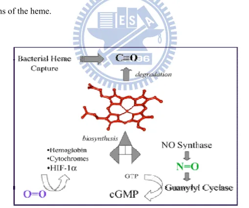 Figure 3. The functions of heme protein 