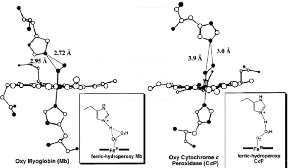 Figure 6. X-ray crystal structures of oxy forms of cytochrome c peroxidase  mutant (W191F CcP) and myoglobin (Mb)