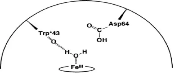 Figure 7. The Asp-64 effect of resting state 9