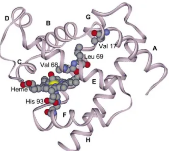 Figure 12. MbCO structure showing juxtaposition of Val 68 on the bound CO,  and the steric interactions path through Leu69 to Val17, at the AB corner