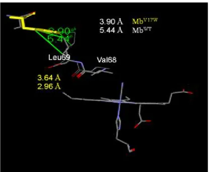 Figure 13. The distance of Mb WT  crystal structure (PDB: 104M)(white one) and  molecule modeling of Mb V17W (yellow one) 