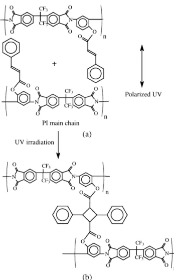 Fig. 5. Photo-dimerization model of PICA-induced LC alignment.