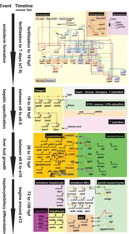 Figure 1. Gene regulatory networks for hepatogenesis. On the left panel, events for liver formation and the timeline from mouse or zebrafish are indicated
