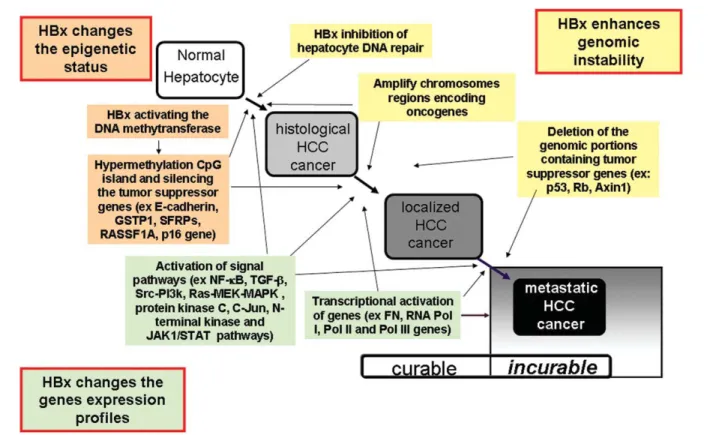 Figure 2. HBx-induced hepatocarcinogenesis. HBx is involved in hepatocarcinogenesis, primarily via genomic instability and changes in epigenetic status, as well as gene expression