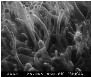 Fig. 1. SEM image of surface morphology of catalyst-Ni on Ag film after hydrogen plasma activating treatment.