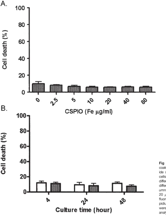 Fig 1. Cytotoxicity of chitosan- chitosan-coated superparamagnetic iron  ox-ide (CSPIO) on RAW cells