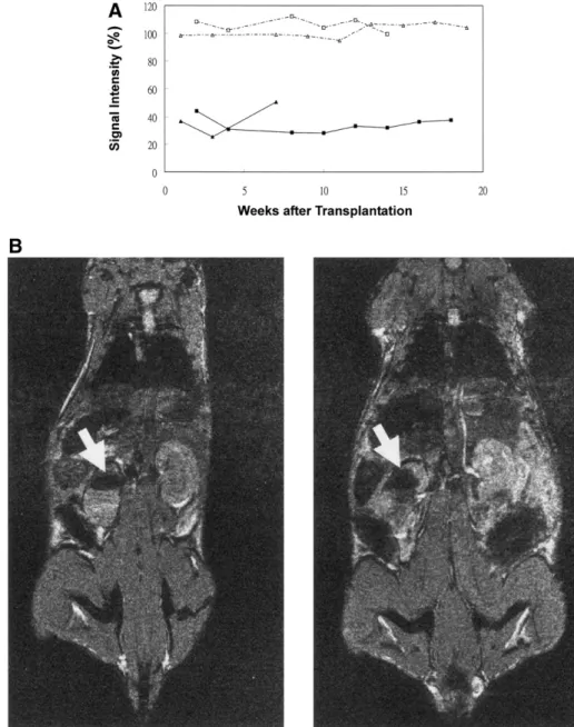 Fig 2. A. Evolution of the mag- mag-netic resonance (MR) signal  inten-sity of islet isografts in controls (open squares and triangles) and  an-imals with chitosan-coated  super-paramagnetic iron oxide (CSPIO)– labeled islets (solid squares and 