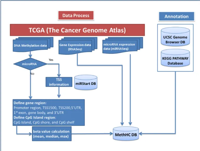 Figure 1. Data generation flow of MethHC.