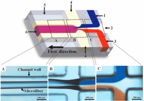 Figure 2. Microfiber formation. The diagram of the microfluidic system and photographs of observation positions
