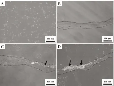 Figure S1 Microscopic images of microfibers in differ- differ-ent solutions.