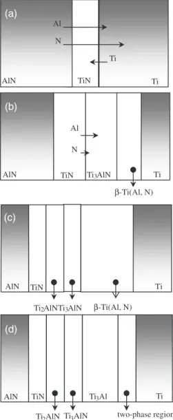 Fig. 8. Proposed reaction mechanisms of the AlN and Ti diffusion cou- cou-ple annealed at 13001C: (a) ﬁrst stage: formation of TiN; (b) second stage: formation of t 1 -Ti 3 AlN, a-Ti(Al,N)1b-Ti(Al,N), and a-Ti(Al,N);