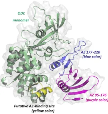 Figure 5. Docked structure of the mouse AZ-ODC complex. The molecular docking structure of the mouse AZ-ODC complex  demon-strates a heterodimer [52] consisting of an ODC monomer and an AZ monomer