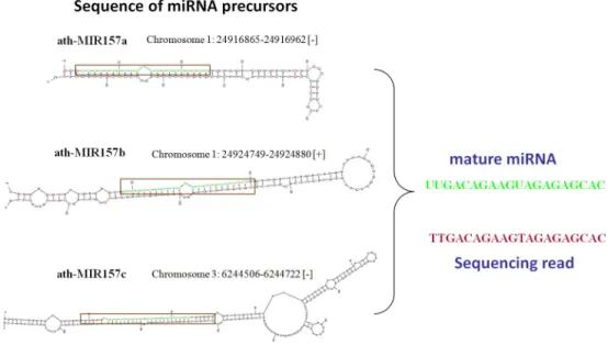 Table 4: Number of sequencing reads that have adaptors in the middle.