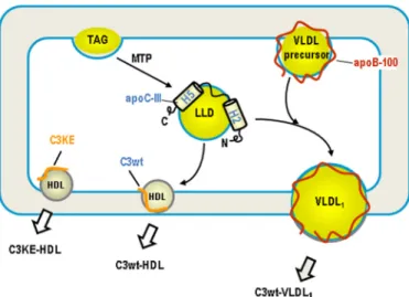 FIGURE 9. A model for the two-domain hypothesis of apoC-III action. The C-terminal lipid binding domain, encompassing the amphipathic ␣-helix 5, facilitates TAG synthesis and binding to LLD, probably through its strong interaction with glycerophospholipids