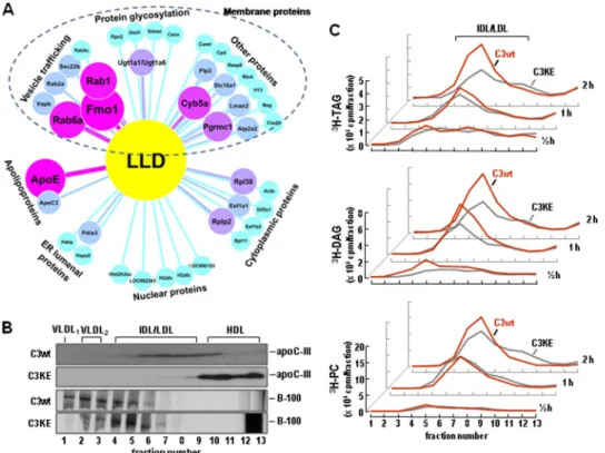 FIGURE 4. Impaired LLD formation in C3KE cells. A, shown is a proteomics analysis of LLD-associated proteins